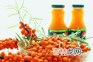 沙棘是一种什么植物,沙棘是什么东西？