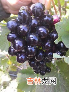 蓝莓什么味道,蓝莓有苹果味