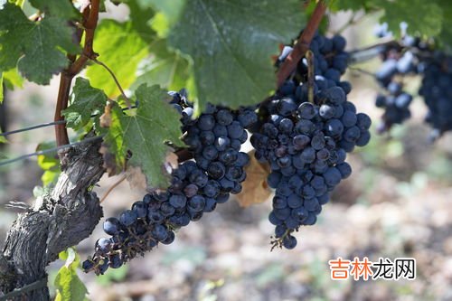 法国复古葡萄收获期,什么时候是葡萄收获的季节？？