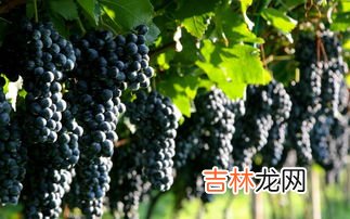 法国复古葡萄收获期,什么时候是葡萄收获的季节？？