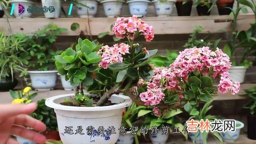 长寿花冬天开花少,“长寿花”冬天开花少？教你这“4招”，花骨朵蹿得拦不住