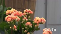 长寿花冬天开花少,“长寿花”冬天开花少？教你这“4招”，花骨朵蹿得拦不住