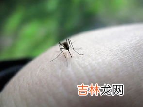 被蚊子咬后怎么快速止痒,被蚊子咬怎么快速止痒