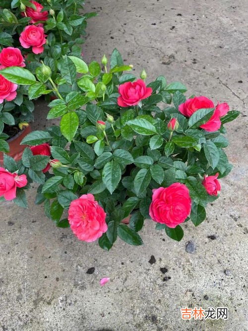 月季花的养殖方法,月季花的养殖方法有哪些