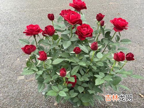 月季花的养殖方法,月季花的养殖方法有哪些