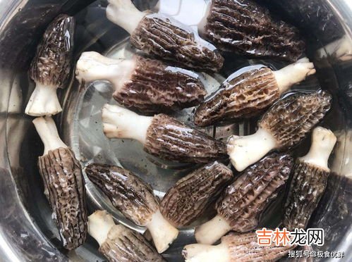 羊肚菌怎样清洗,羊肚菌的清洗方法