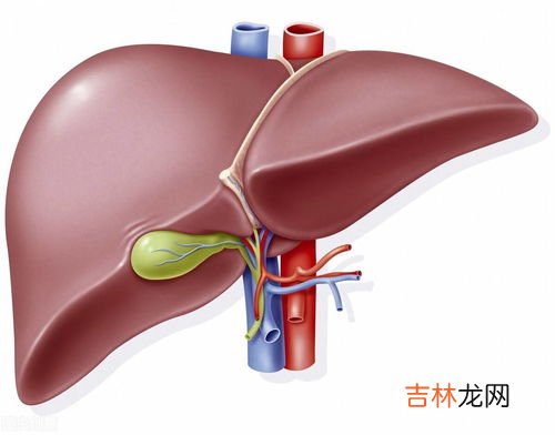 如何把肝脏养好,怎样养肝脏护肝