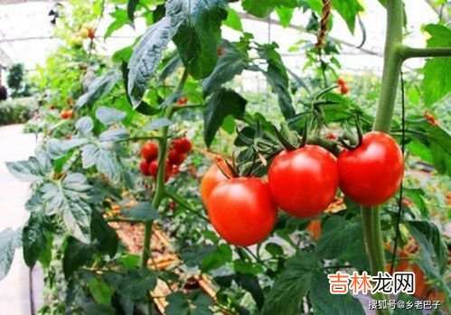 怎样种西红柿,西红柿怎么种植