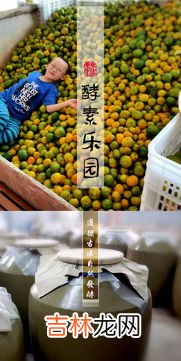 蔬果植物酵素的作用与功效,果蔬酵素粉的作用与功效
