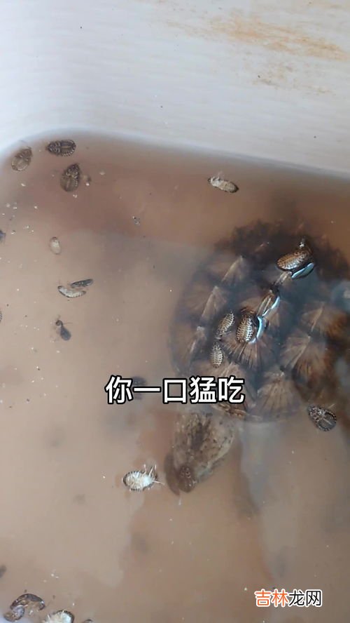 壁虎会吃蟑螂吗,想问壁虎吃蟑螂吗?