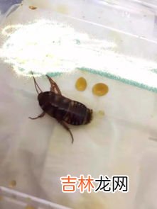 壁虎会吃蟑螂吗,想问壁虎吃蟑螂吗?