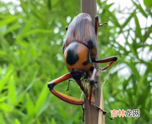 壁虎会吃蟑螂吗,想问壁虎吃蟑螂吗?