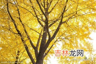 银杏树叶像什么,银杏树叶像什么?
