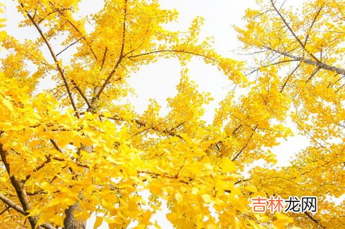 银杏树叶像什么,银杏树叶像什么?