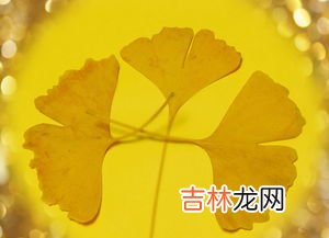 银杏树叶像什么,银杏树叶像什么?