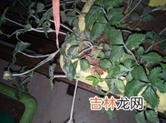 草莓长白毛还能吃吗,草莓发霉还能吃吗？