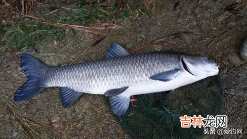 青鱼怎么钓,青鱼怎么钓最好