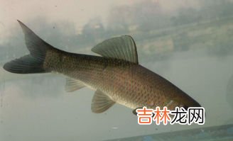 青鱼怎么钓,青鱼怎么钓最好