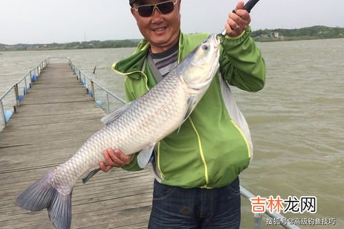 青鱼怎么钓,青鱼怎么钓最好