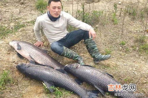 青鱼怎么钓,青鱼怎么钓最好