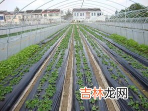 黑色地膜的作用有哪些,为什么地瓜盖地膜农民喜欢用黑色的?可以增产吗?
