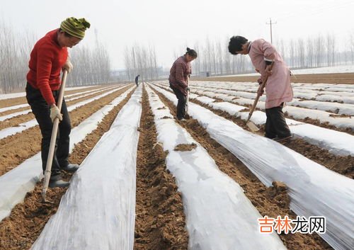 黑色地膜的作用有哪些,为什么地瓜盖地膜农民喜欢用黑色的？可以增产吗？