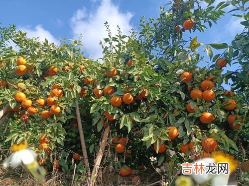 沃柑怎么挑,沃柑可谓是一种非常好吃又健康的新鲜水果，你知道如何挑选吗？