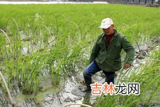 茭白在农村叫什么,茭白是什么菜?