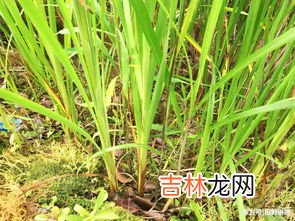 茭白在农村叫什么,茭白是什么菜?