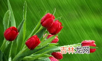 郁金香应该怎么养殖,郁金香要怎么养