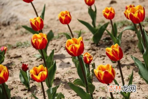 郁金香应该怎么养殖,郁金香要怎么养