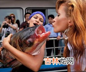 被称之为歌唱家和捕鱼能手的分别是什么鸟,云雀为什么是草原歌手