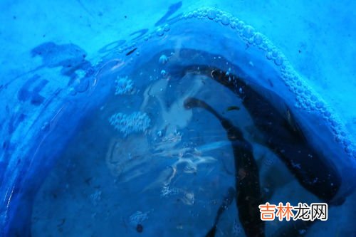 被称之为歌唱家和捕鱼能手的分别是什么鸟,云雀为什么是草原歌手