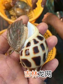 香螺怎么洗最快最干净,田螺怎么洗