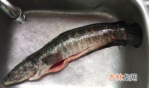 黑鱼怎么洗干净粘液,黑鱼太黏了怎么办 黑鱼太黏了如何解决