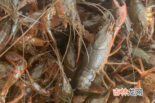 青虾和红虾的区别是什么,青壳和红壳的小龙虾有什么区别?哪种更干净?