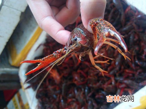 青虾和红虾的区别是什么,青壳和红壳的小龙虾有什么区别?哪种更干净?