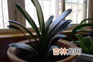 君子兰多久浇一次水,君子兰多少天浇一次水