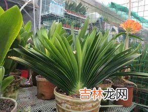 君子兰多久浇一次水,君子兰多少天浇一次水
