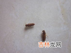 蟑螂会飞吗,蟑螂会飞么？