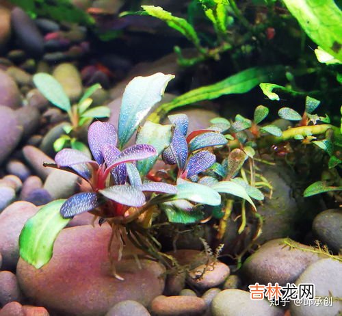 水草泥怎么清洗,求解，水族箱水草泥怎么清理