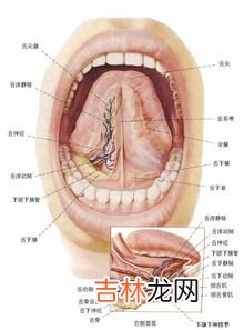 莱芙蔻st因子有什么作用,莱芙蔻st因子怎么样