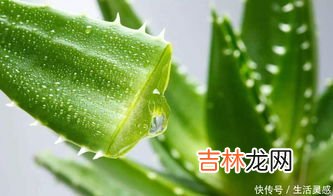 喝芦荟胶囊有什么用,复方芦荟胶囊的作用