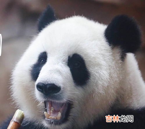 大熊猫吃不吃肉,大熊猫是肉食动物吗？