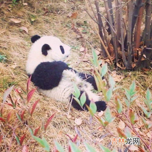 大熊猫吃不吃肉,大熊猫是肉食动物吗？