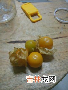 冰粉籽是什么植物,冰粉籽是什么植物?