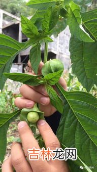 冰粉籽是什么植物,冰粉籽是什么植物?