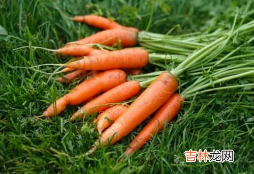 胡萝卜长根须能吃吗,胡萝卜长根须能吃吗