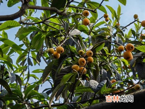 枇杷能吃皮吗,枇杷果的皮可不可以吃