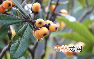 枇杷能吃皮吗,枇杷果的皮可不可以吃